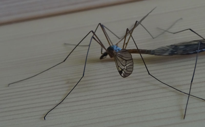 accoppiamento Tipulidae:  Tipula sp.